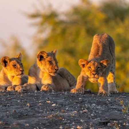 Jackalberry Chobe Otel Kasane Dış mekan fotoğraf
