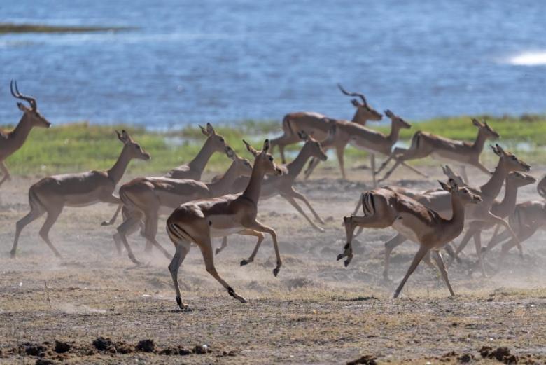 Jackalberry Chobe Otel Kasane Dış mekan fotoğraf